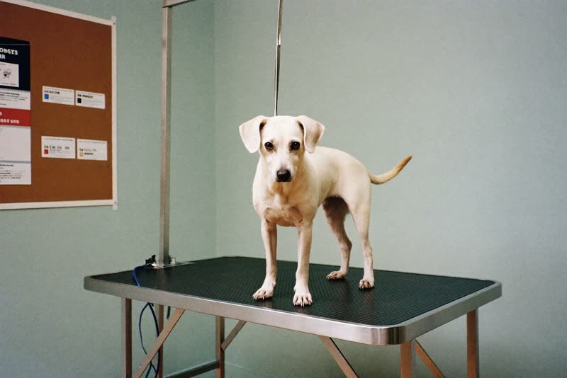 A small dog standing on a stainless steel grooming table