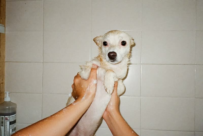 A wet dog being lifted from a grooming bath by two hands