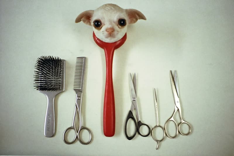 Clean grooming tools laid out on a pastel surface