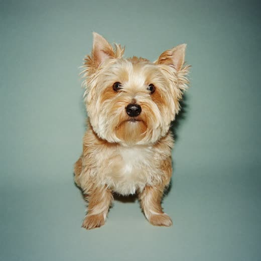 A freshly washed and dried terrier on a pale mint background