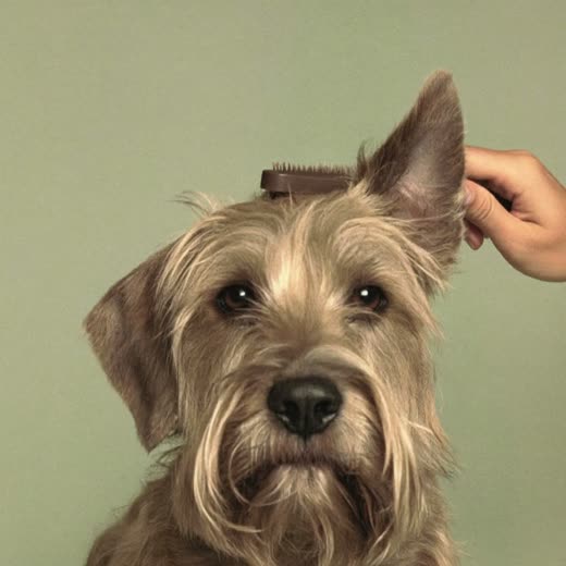 A hand brushing out the coat behind a shaggy dog's ear